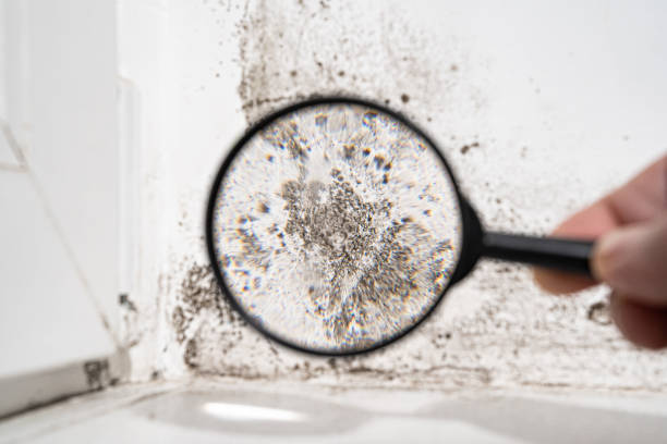 Mold Documentation for Insurance Claims in Oaklawn Sunview, KS